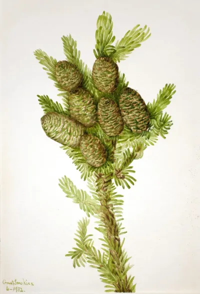 Balsam Fir Albies Fraseri