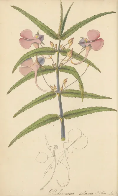 Balsamina Setacea