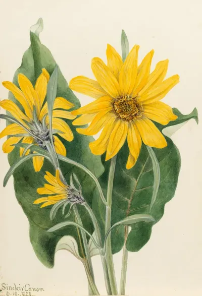 Balsamroot Balsamorhiza Sagittata 2