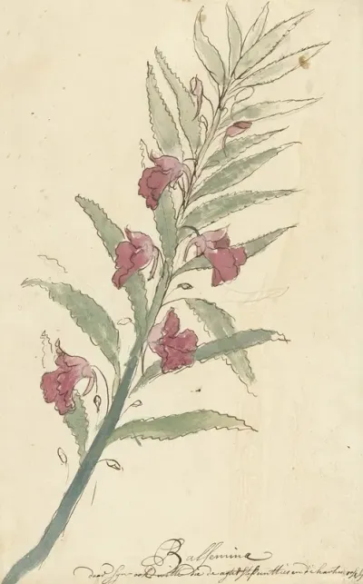 Balsemien