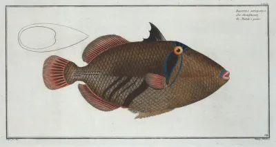 Balstes Aculeatus