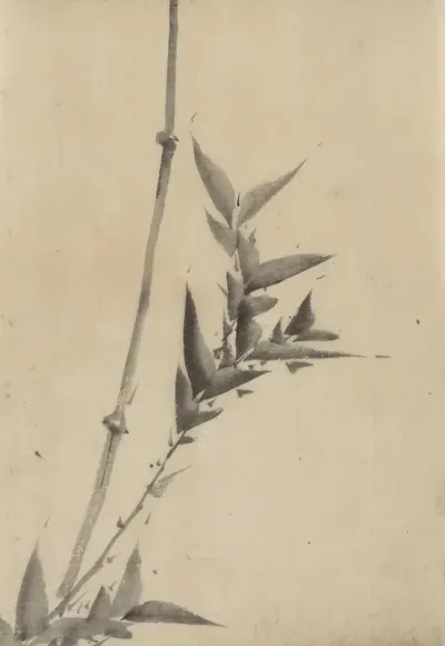 Bamboo Shoots