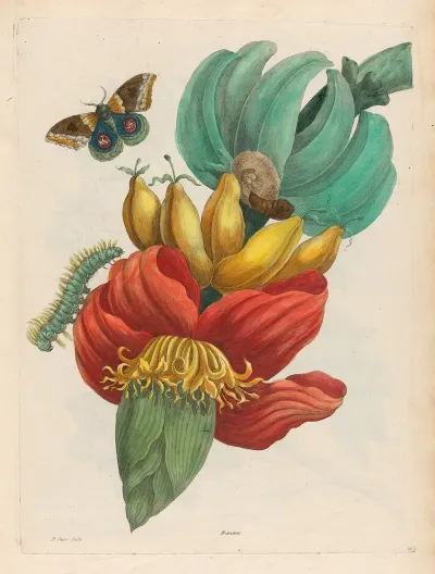 Banane 2