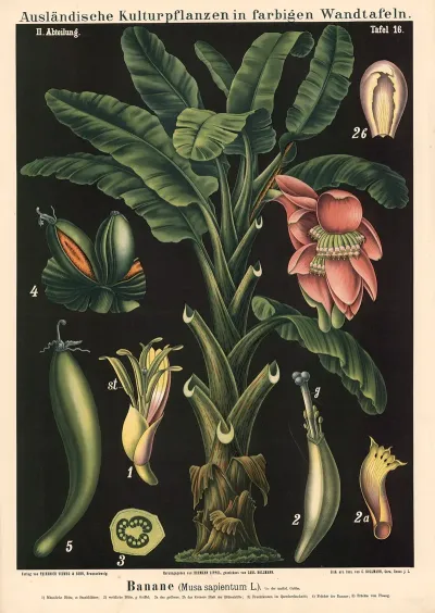 Banane Musa Sapientum L