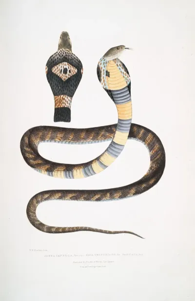 Banded Cobra Capella Variety Naia Tripudians Var Fasciata