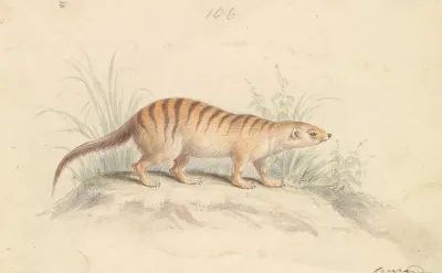 Banded Mongoose 2