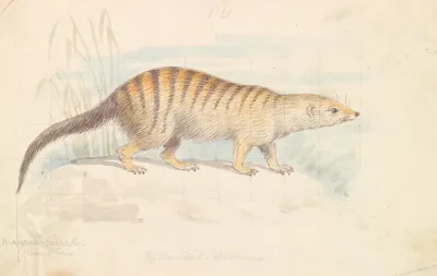 Banded Mongoose