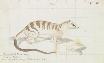 Banded Palm Civet