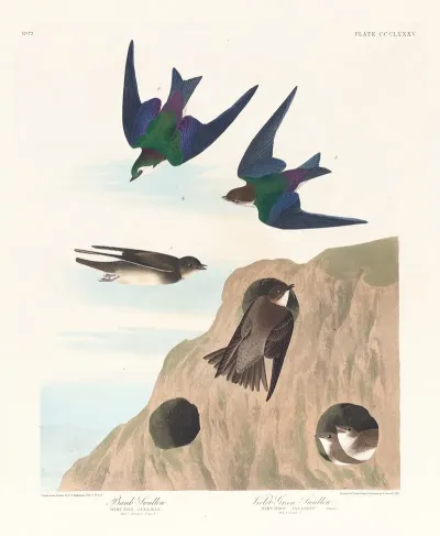 Bank Swallow Violet Green Swallow