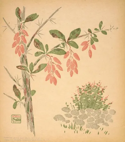 Barberries