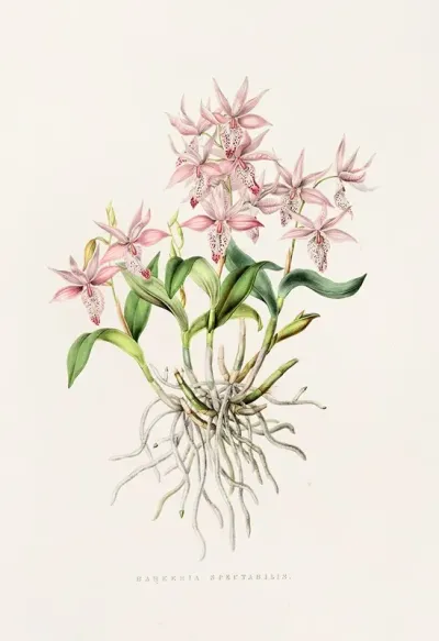 Barkeria Spectabilis
