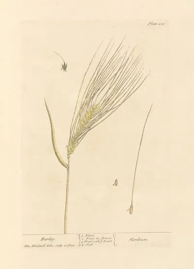 Barley
