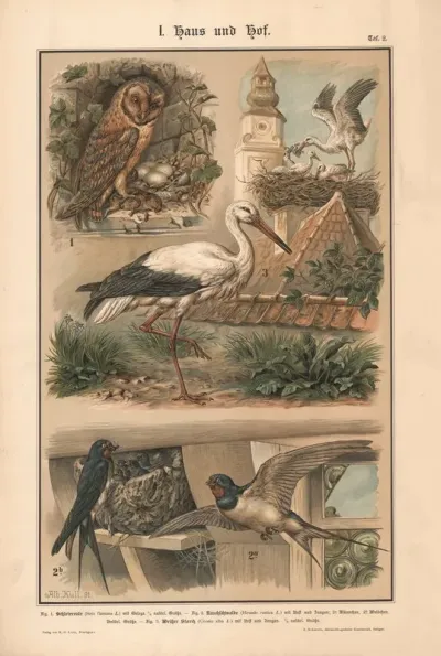 Barn Owl Barn Swallow White Stork