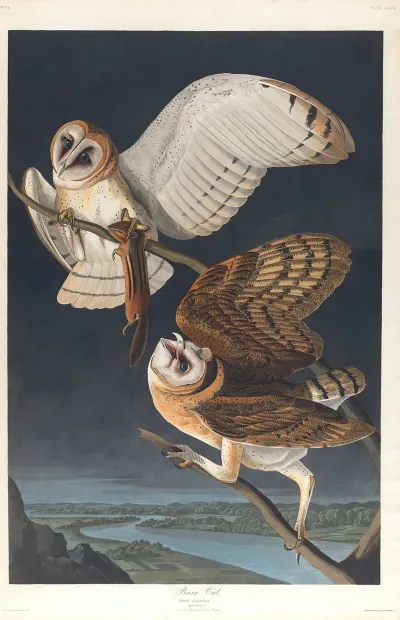 Barn Owl