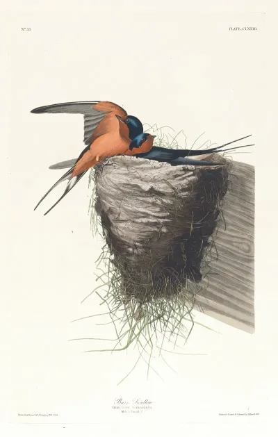 Barn Swallow 2