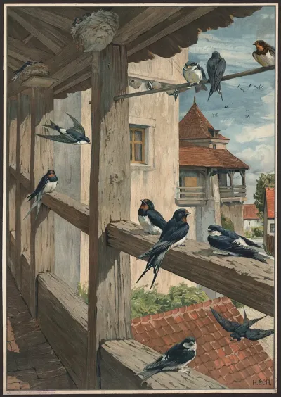 Barn Swallow 3