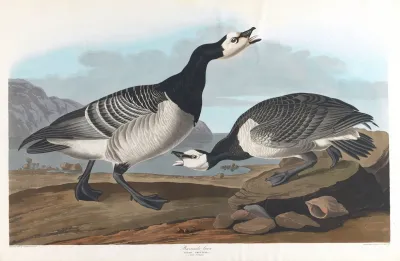Barnacle Goose