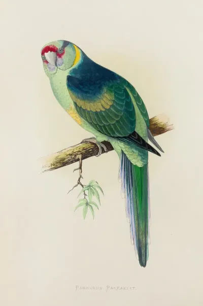 Barnards Or The Bulla Bulla Parrakeet