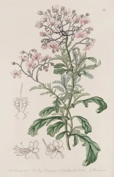 Baron Hugels Diplopeltis
