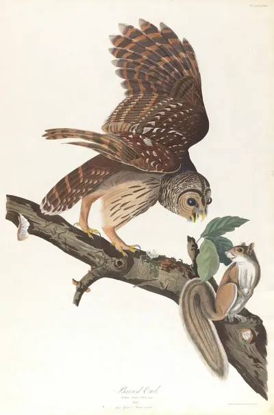Barred Owl