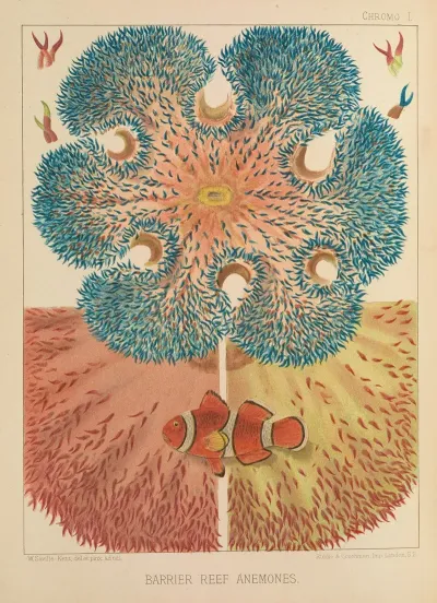 Barrier Reef Anemones