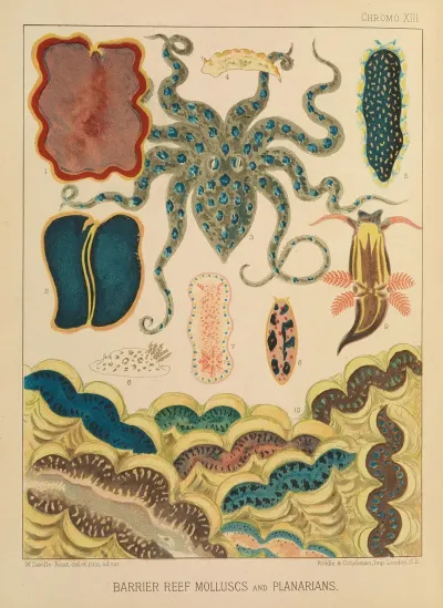 Barrier Reef Molluscs And Planarians