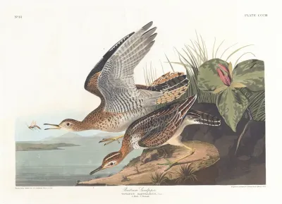 Bartram Sandpiper