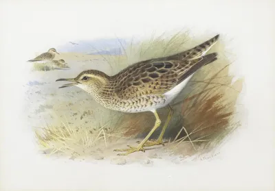 Bartrams Plover
