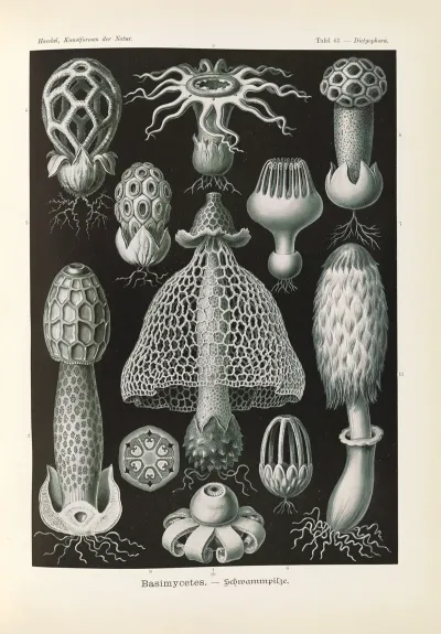 Basimycetes Schwammpilze