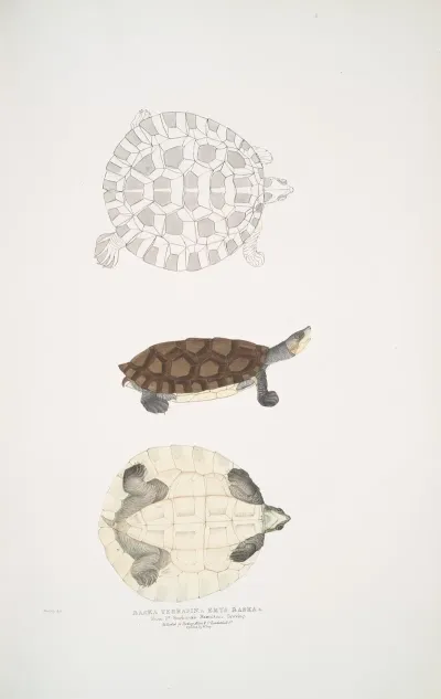 Baska Terrapin Emys Baska