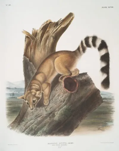 Bassaris Astuta Ring Tailed Bassaris Natural Size Male