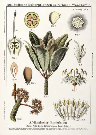 Bassia Parkii Butyrospermum Parkii Sheaboom