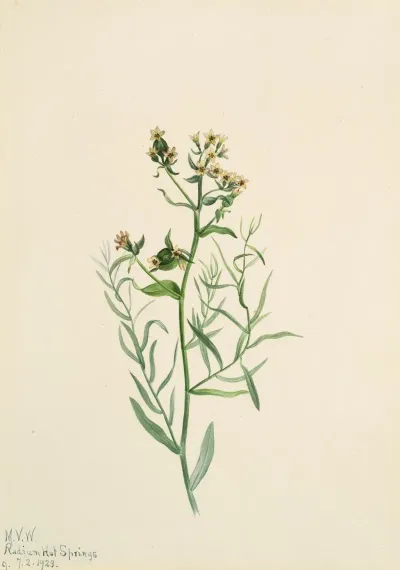 Bastard Toadflax Comandra Pallida