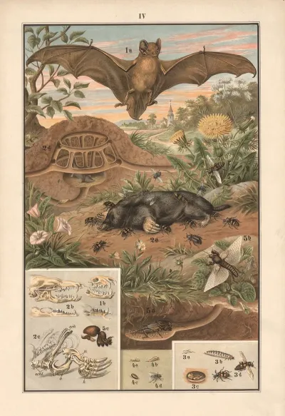 Bat Mole Beetles Blowfly Mole Cricket
