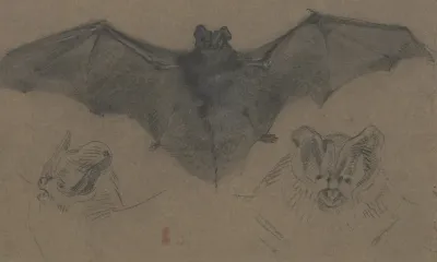 Bat