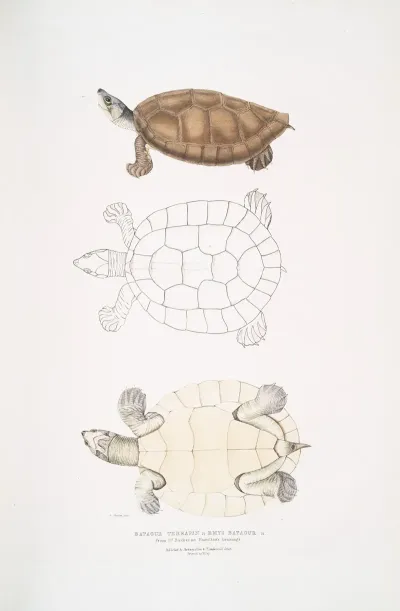 Batagur Terrapin Emys Batagur