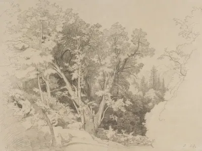 Baumgruppe Mit Gespaltenem Baum