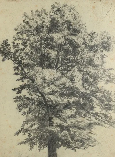 Baumstudie 10