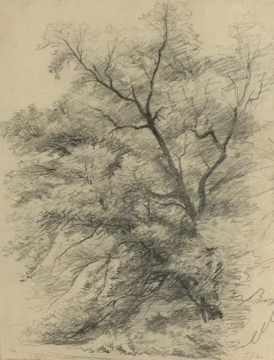 Baumstudie 11