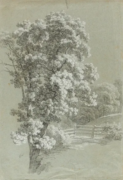 Baumstudie 9