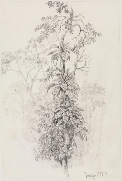Baumstudie Aus Dem Urwald