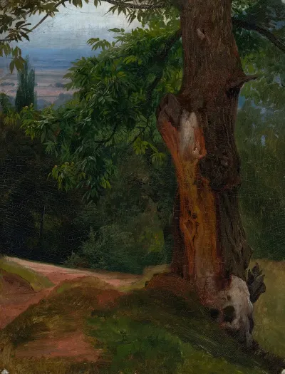 Baumstudie Mit Talblick