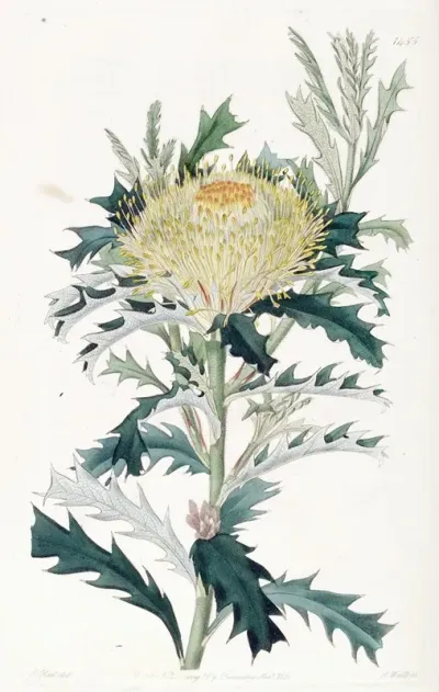Baxters Hemiclidia