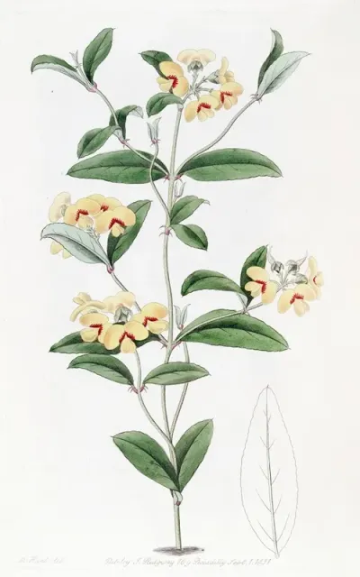 Baxters Mirbelia