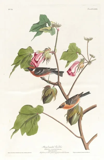 Bay Breasted Warbler