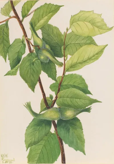 Beaked Hazelnut Corylus Rostrata