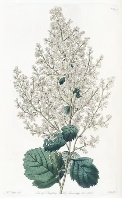 Beam Tree Leaved Spirea
