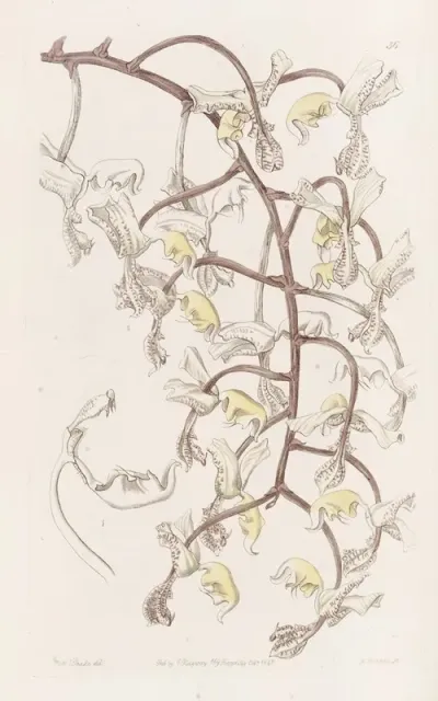 Bean Budded Gongora