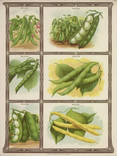 Beans 2