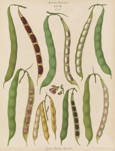 Beans Dwarf French Kidney Or Snap